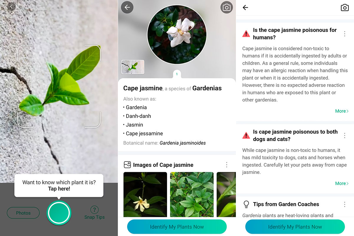 PictureThis: ідентифікатор рослин 