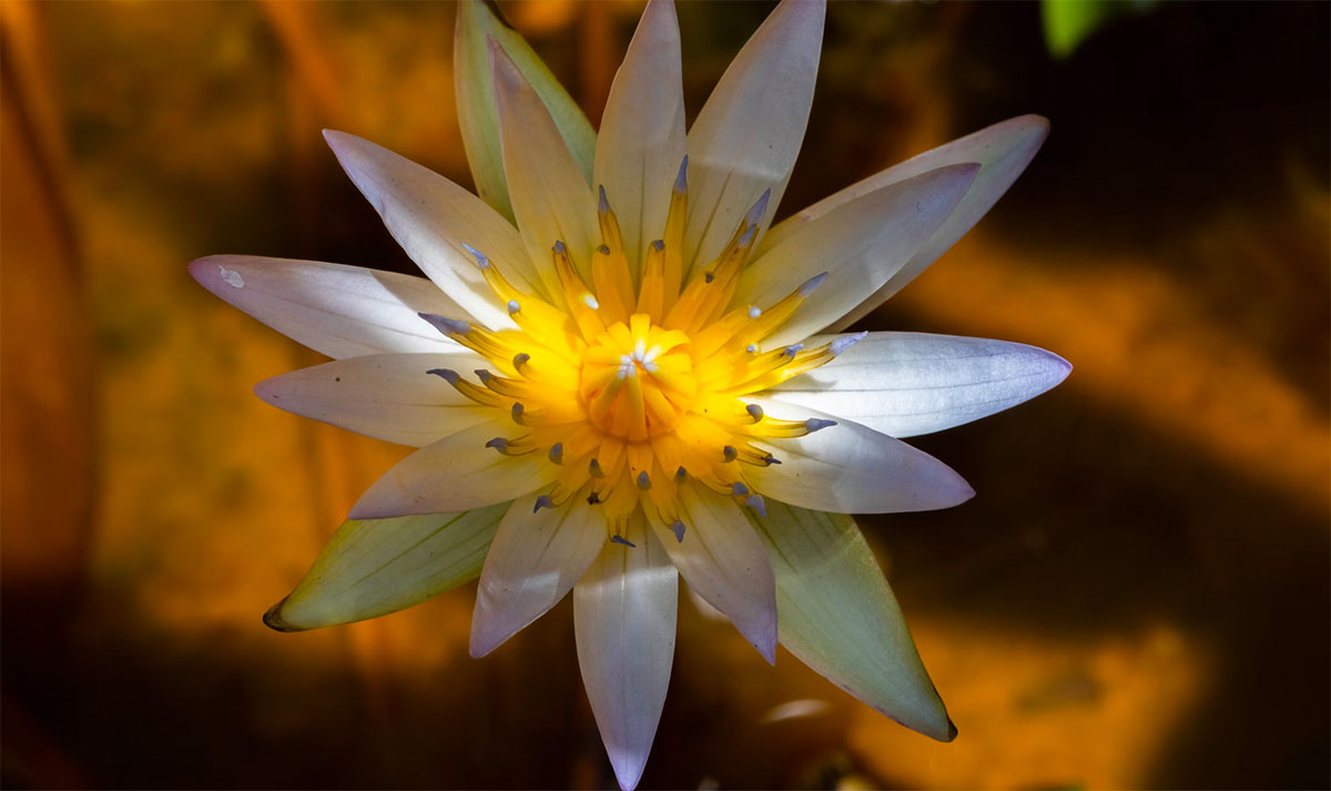 5 порад, щоб гарно сфотографувати квіти