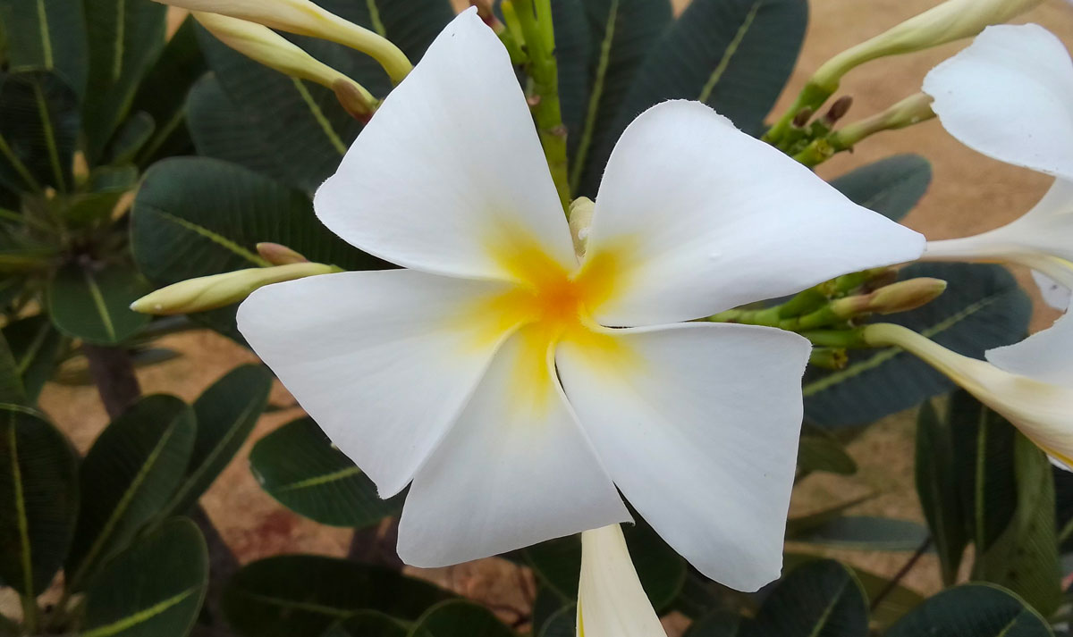 Огляд можливостей камери Realme C30s