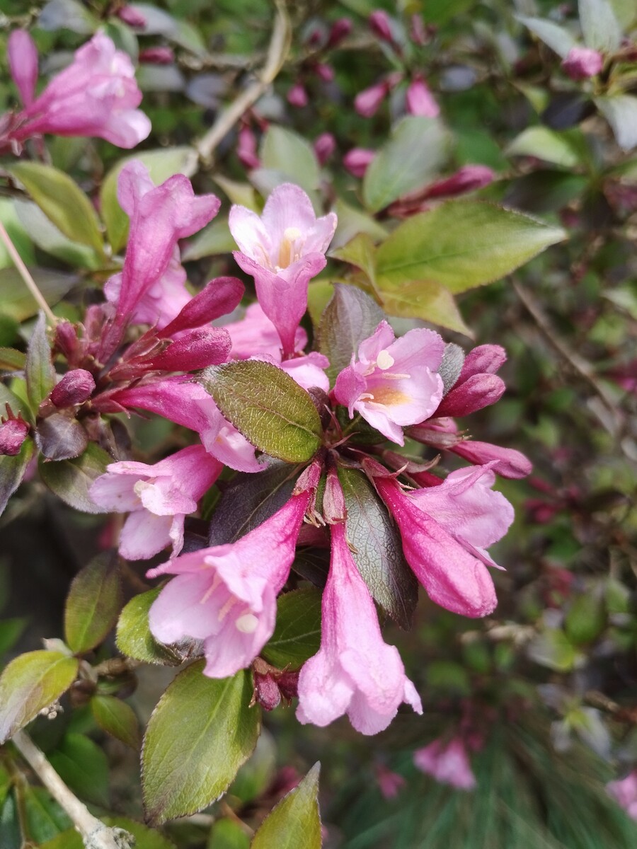 Огляд смартфону Xiaomi Redmi Note 12 — бюджетний пристрій з топовою начинкою