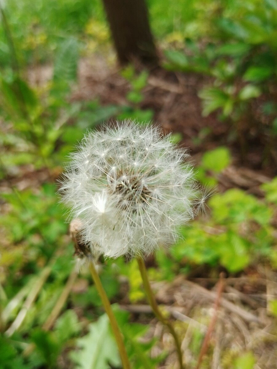 Огляд смартфону Xiaomi Redmi Note 12 — бюджетний пристрій з топовою начинкою