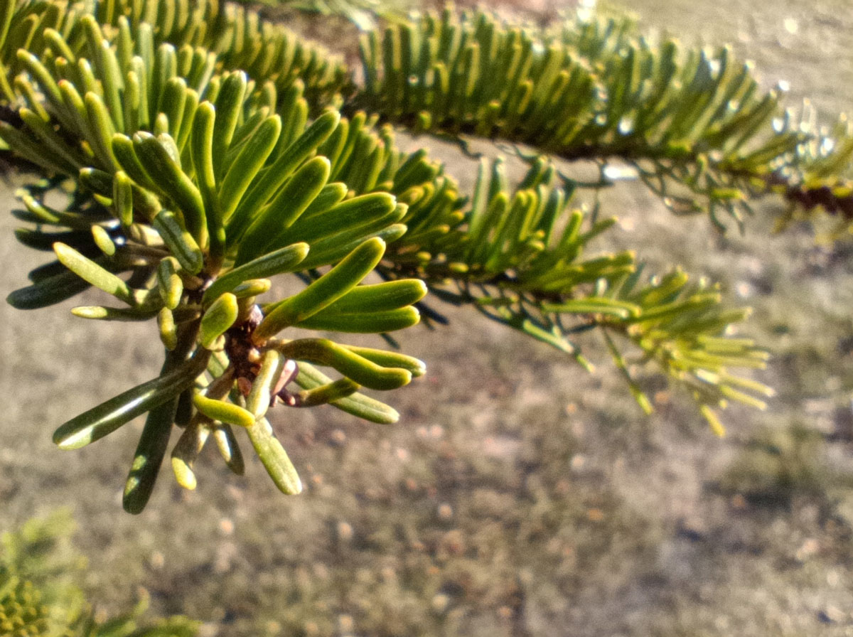 Огляд Xiaomi Poco M6 Pro: характеристики, відгуки, порівняння камери