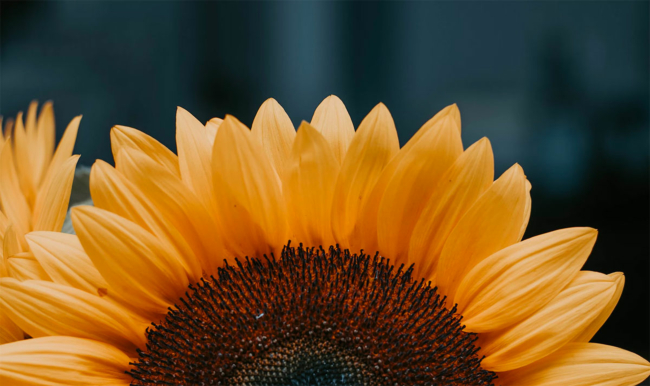 5 порад, щоб гарно сфотографувати квіти